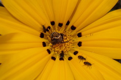 Gazania linearis linearis