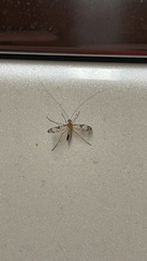 Macrocera