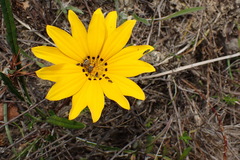 Gazania linearis linearis