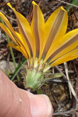 Gazania linearis linearis