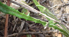 Gazania linearis linearis