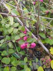 Symphoricarpos × chenaultii