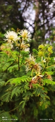 Mimosa aculeaticarpa