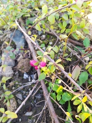 Symphoricarpos × chenaultii
