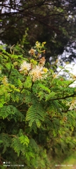 Mimosa aculeaticarpa