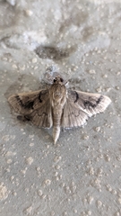Microthyris