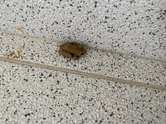 Dendropsophus microcephalus