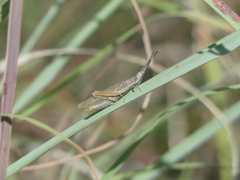 Brachycrotaphus tryxalicerus
