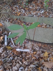 Asimina triloba