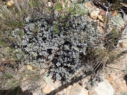 Image of Macledium spinosum by (c) Nicola van Berkel, some rights reserved (CC BY-SA)