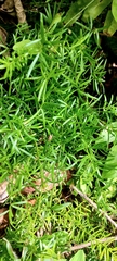 Asparagus aethiopicus