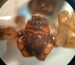 Pardosa