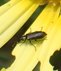 Dasytinae