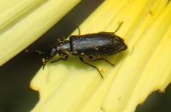 Dasytinae