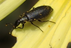 Dasytinae