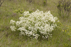 Crambe tataria