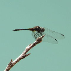 Trithemis festiva