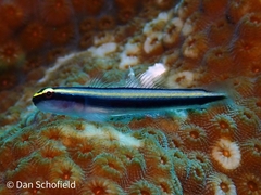Elacatinus cayman