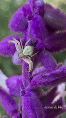 Thomisidae