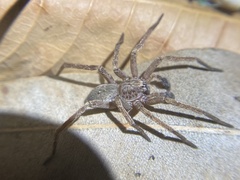Mituliodon tarantulinus