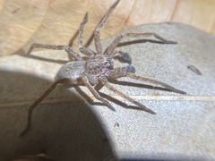 Mituliodon tarantulinus