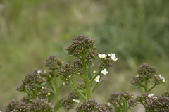 Crambe tataria