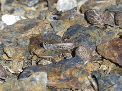 Chorthippus binotatus