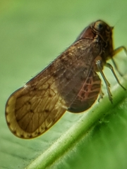 Cixiidae