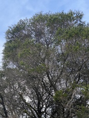 Melaleuca lanceolata