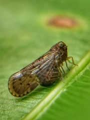 Cixiidae