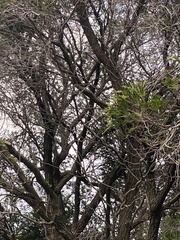 Melaleuca lanceolata