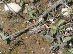 Dociostaurus jagoi occidentalis