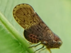 Cixiidae