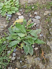 Plantago media