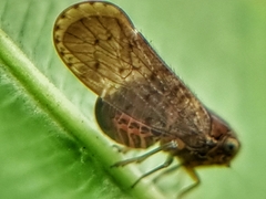 Cixiidae