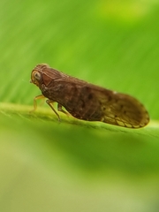 Cixiidae