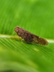 Cixiidae