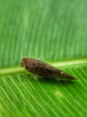 Cixiidae