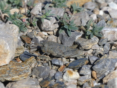 Eumigus monticola