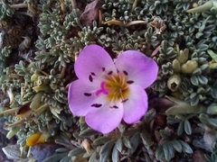 Montiopsis potentilloides