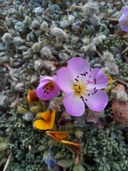 Montiopsis potentilloides