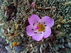 Montiopsis potentilloides