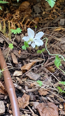 Geranium richardsonii