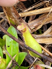 Nepenthes gracilis