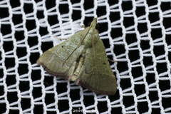 Hypsopygia nostralis
