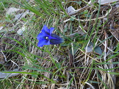 Gentiana clusii