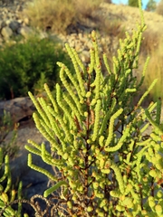 Arthrocaulon macrostachyum