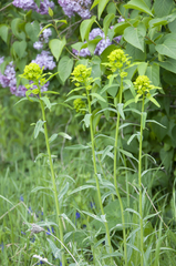 Euphorbia salicifolia