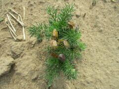 Carpocoris purpureipennis