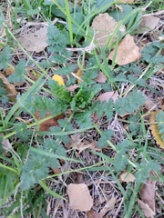 Erodium cicutarium